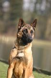 MALINOIS 1135